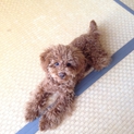 かわいいトイプードルです　優しい里親に決まりました