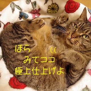 超甘えたさん大人女子猫！