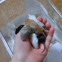 ファンシーマウス（ハツカネズミ）里親募集