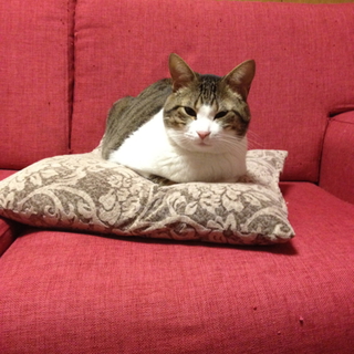 人懐っこい可愛い猫です