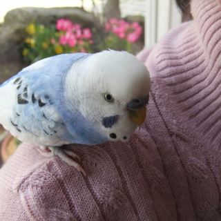 ★いいご縁に恵まれました★おしゃべりセキセイ手乗り