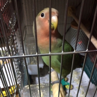 コザクラインコ里親募集中！