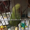 コザクラインコ里親募集中！ サムネイル2