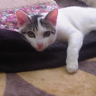 容姿端麗、人なつこい女の子しずかちゃん