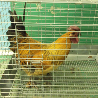 センター保護ニワトリ里親募集