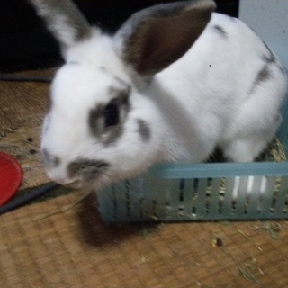 うさぎの男の子!!