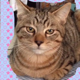 スレンダーな兄弟にゃんこ♂