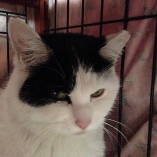 棄て猫みちるちゃん、家猫修行始めました