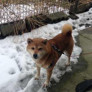 柴犬　8歳　血統証付