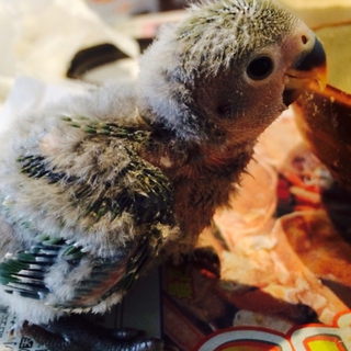 コザクラインコの雛ちゃんをお譲りします