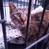 可愛いさび猫ちゃんの里親募集中 サムネイル2