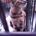 可愛いさび猫ちゃんの里親募集中