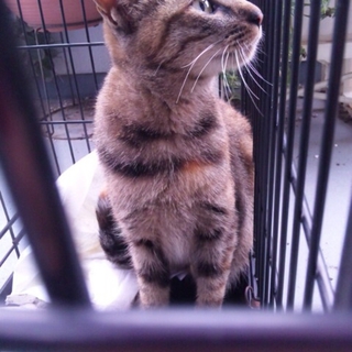 可愛いさび猫ちゃんの里親募集中