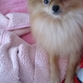 ポメラニアン　オス　かわいい子です！