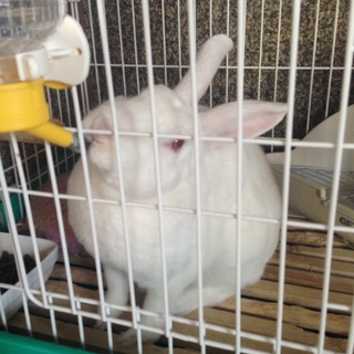 ミニウサギ　里親様募集