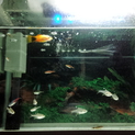 小型熱帯魚＆ベタ