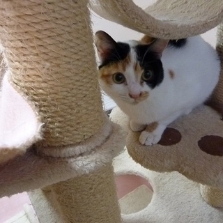 元気で可愛い三毛猫