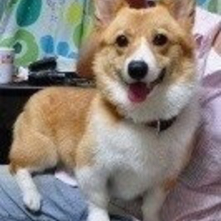 元気いっぱいなコーギー娘
