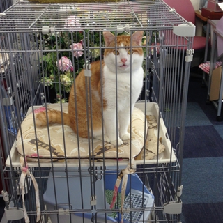10ヶ月ぐらいのオス猫の里親さんを募集しています。