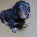 里親様が決まりました。ありがとうございました。