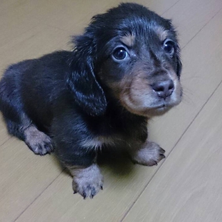 里親様が決まりました。ありがとうございました。