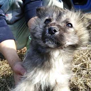 雑種犬