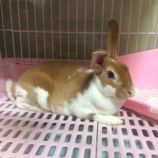 ☆交渉中☆間も無く締め切ります
