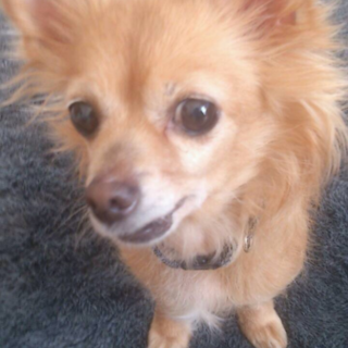 捨てられた命あいちゃん