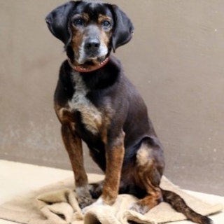緊急・期限有！大人しく人懐こい成犬