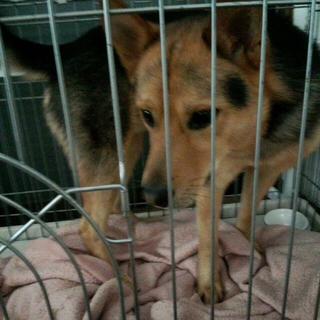 １歳犬