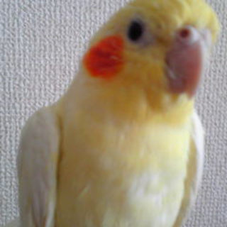 オカメインコを2.3カ月ほど預かってくれる方