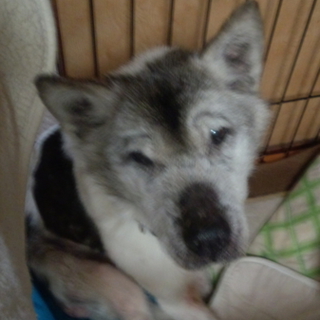 ボロボロでしたが元気になってきました！