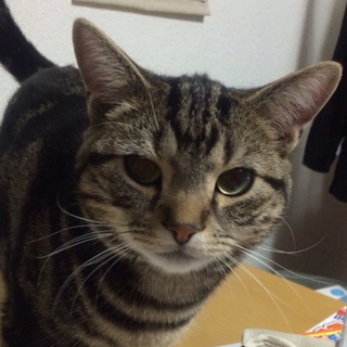 元気な男の子です