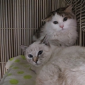 可愛い子猫の里親募集中♪