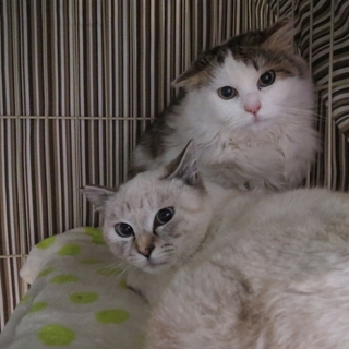 可愛い子猫の里親募集中♪
