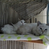 可愛い子猫の里親募集中♪ サムネイル2