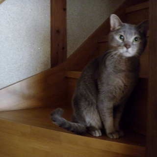 ひとなつっこいコロちゃんです！