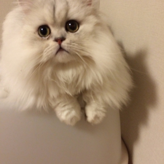 真っ白ふわふわ甘えん坊チンチラです！