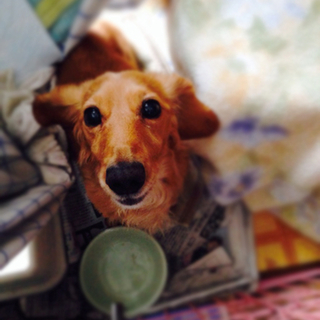 人懐っこいダックス、瞳がカワイイです。