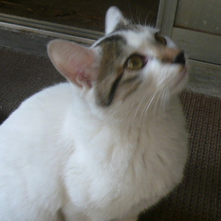 緊急！日光皮膚炎のため室内飼いのかた募集