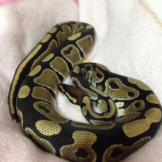 たくさんのご応募、ありがとうございました！