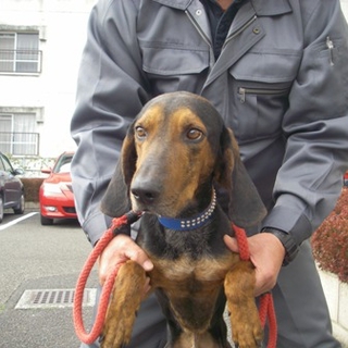 熊本県・ハウンド系雑種の黒茶の男の子です。