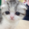スコティッシュ　子猫