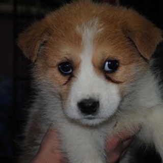 かわいい仔犬NOF122703