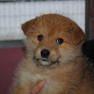 可愛い仔犬NO.F122707