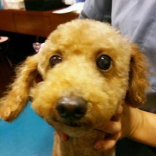 トイプードルの女の子[すずちゃん」(一時停止)