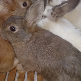 うさぎの里親募集！
