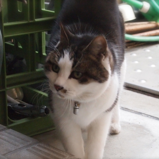飼い主さん病気で残された大人猫さん