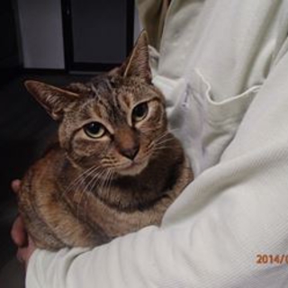 おとな猫 　麦わら里親募集中。