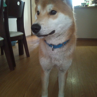 紀州犬のmix。９ヶ月の男の子。